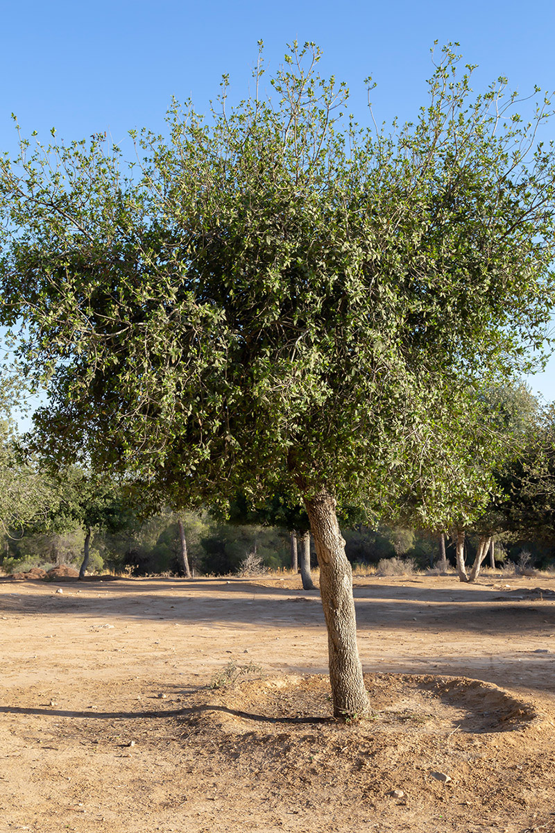 Image of genus Quercus specimen.