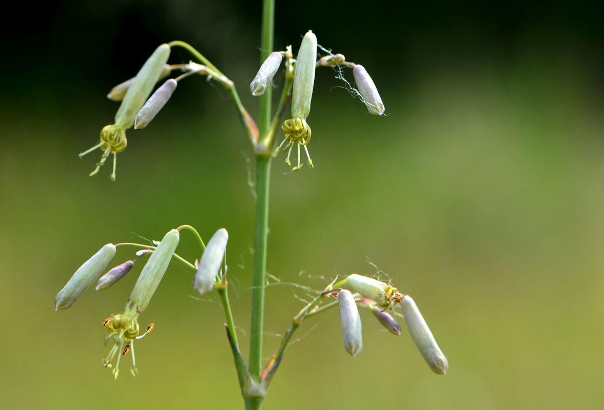 Изображение особи Silene chlorantha.