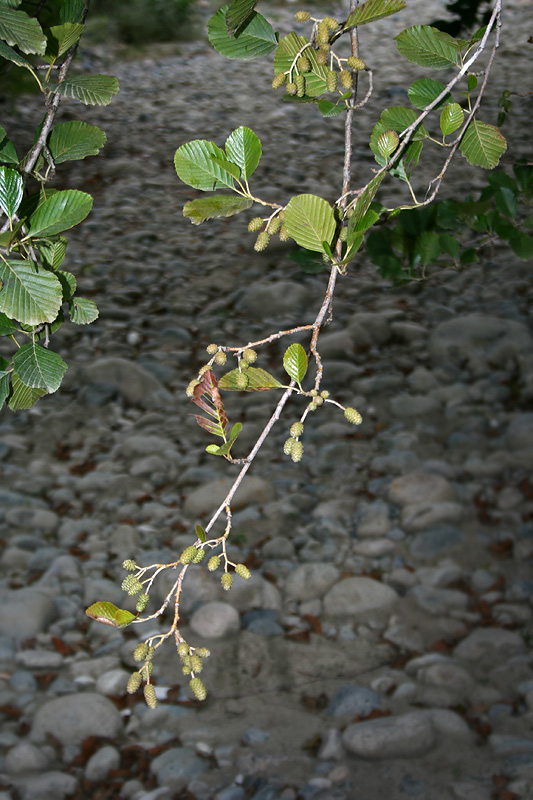 Image of Alnus barbata specimen.