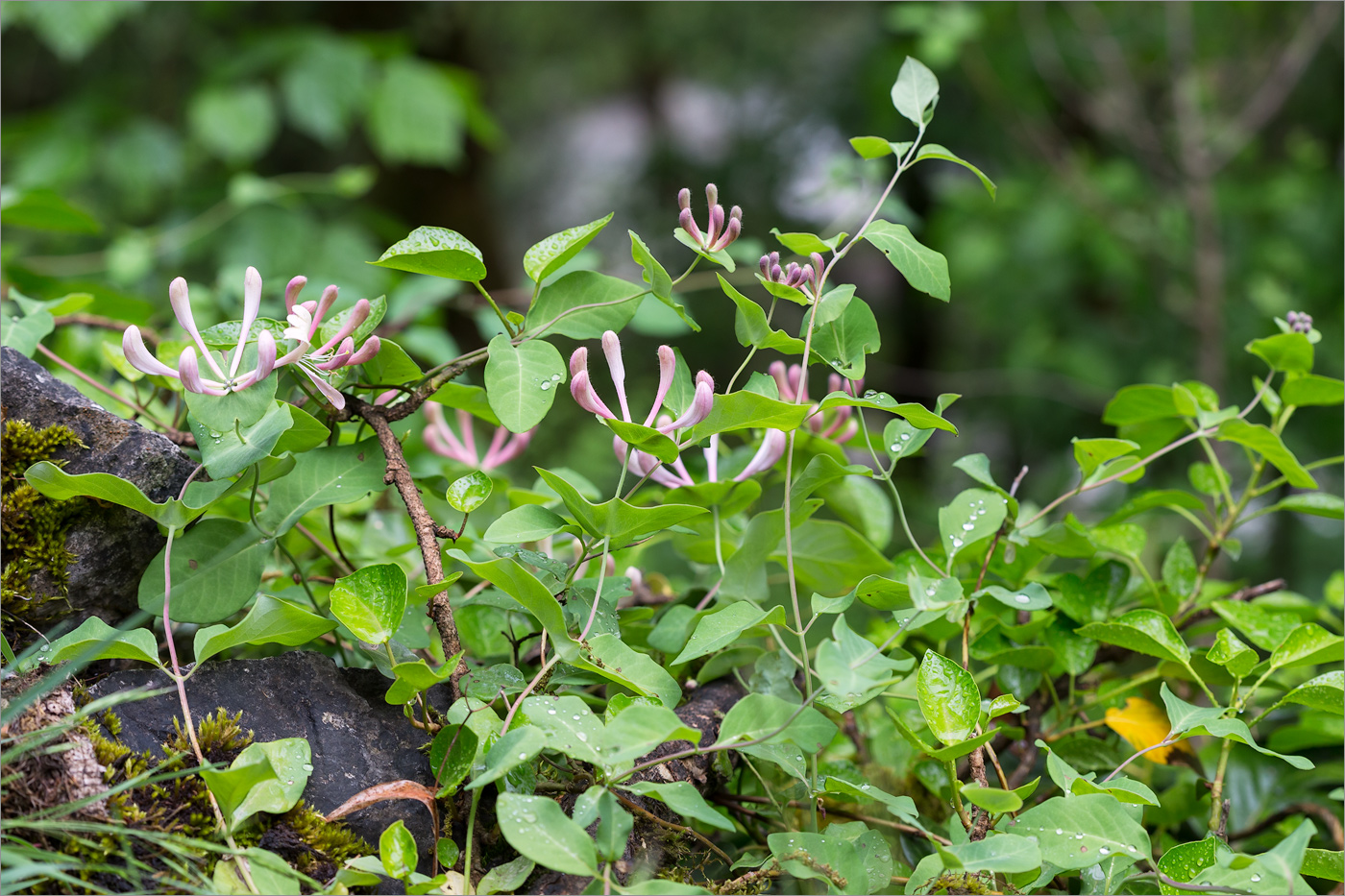 Image of Lonicera caprifolium specimen.