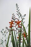 род Crocosmia. Соцветие и верхушки листьев. Папуа Новая Гвинея, регион Уэстерн-Хайлендс, окр. Camp JJ Komane mambuno. 16.08.2009.