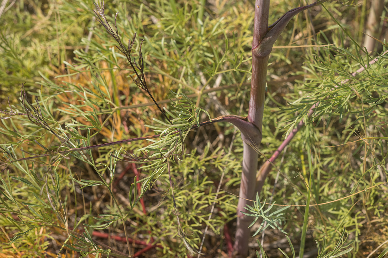 Image of Taeniopetalum arenarium specimen.