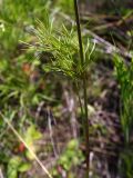 Peucedanum morisonii