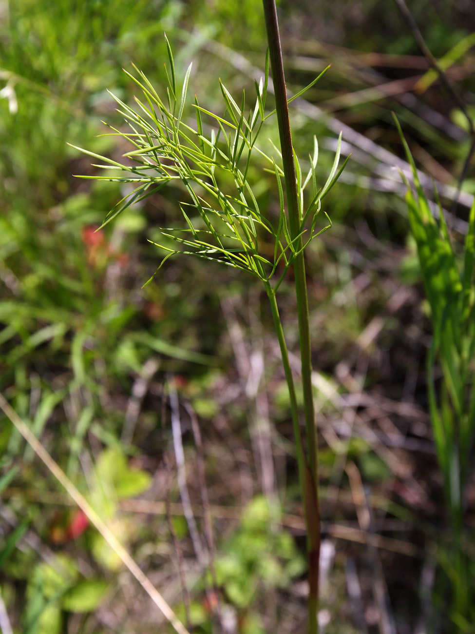 Изображение особи Peucedanum morisonii.