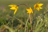 Tulipa biebersteiniana