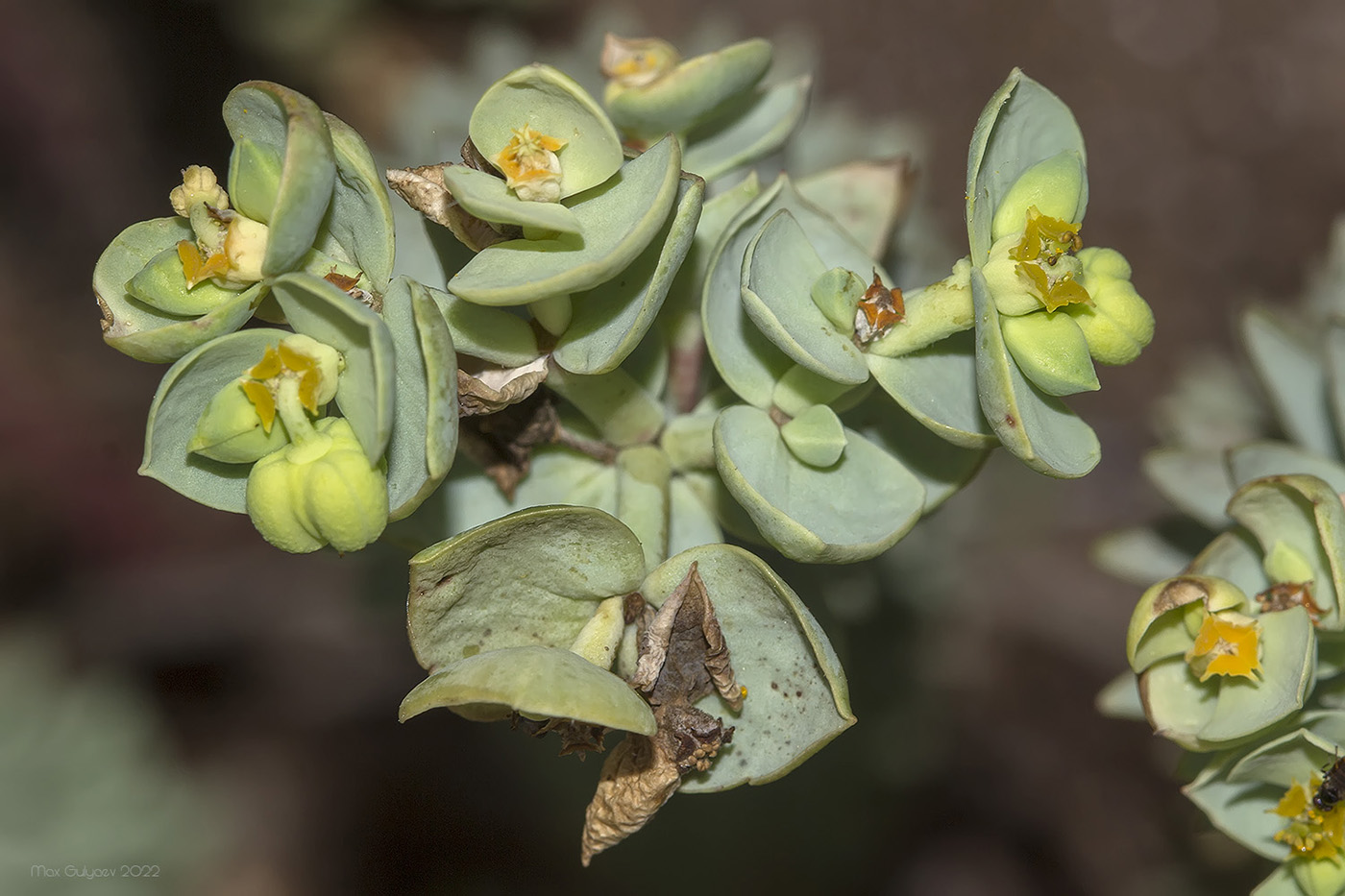 Изображение особи Euphorbia paralias.