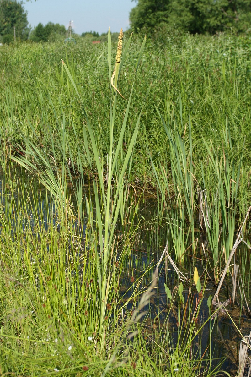 Изображение особи Typha latifolia.