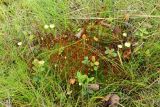 Splachnum luteum. Куртина растений со спорогонами в разных стадиях развития; в середине куртины - плодовое тело гриба, на периферии - побеги брусники (Vaccinium vitis-idaea), вокруг - листья овсика (Avenella flexuosa). Мурманская обл., Кольский р-н, 1446 км автодороги Р-21 \"Кола\" (Печенгская дорога), кустарничково-травяной березняк на гребне каменистого холма. 01.08.2022.
