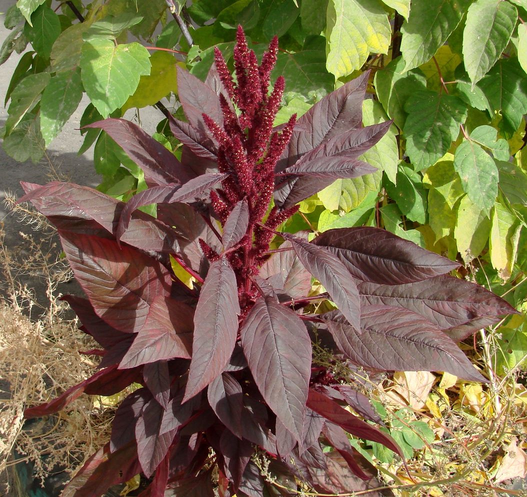 Image of Amaranthus hypochondriacus specimen.