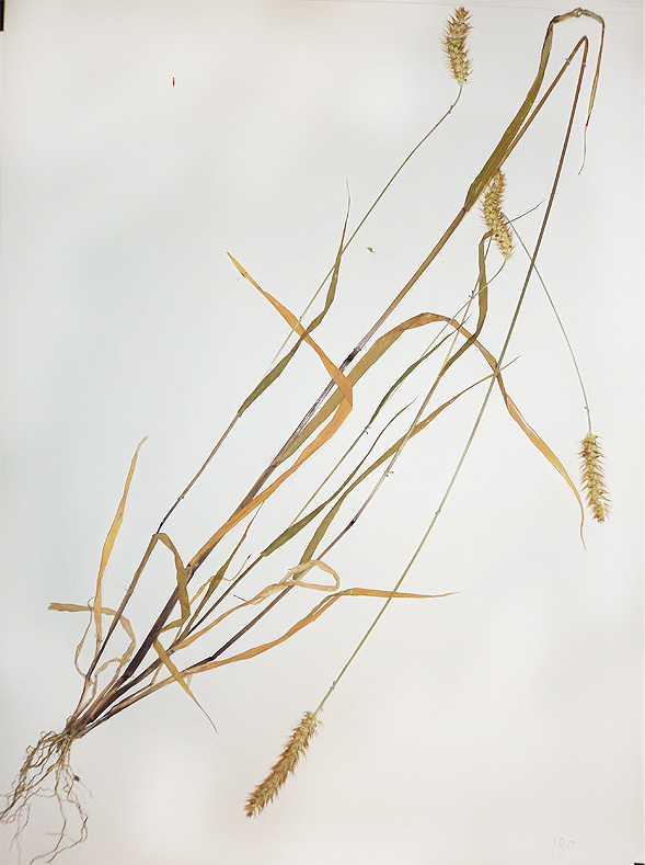 Image of Setaria pumila specimen.