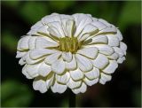 Zinnia elegans