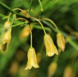 Asparagus officinalis