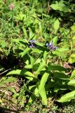 Gentiana cruciata