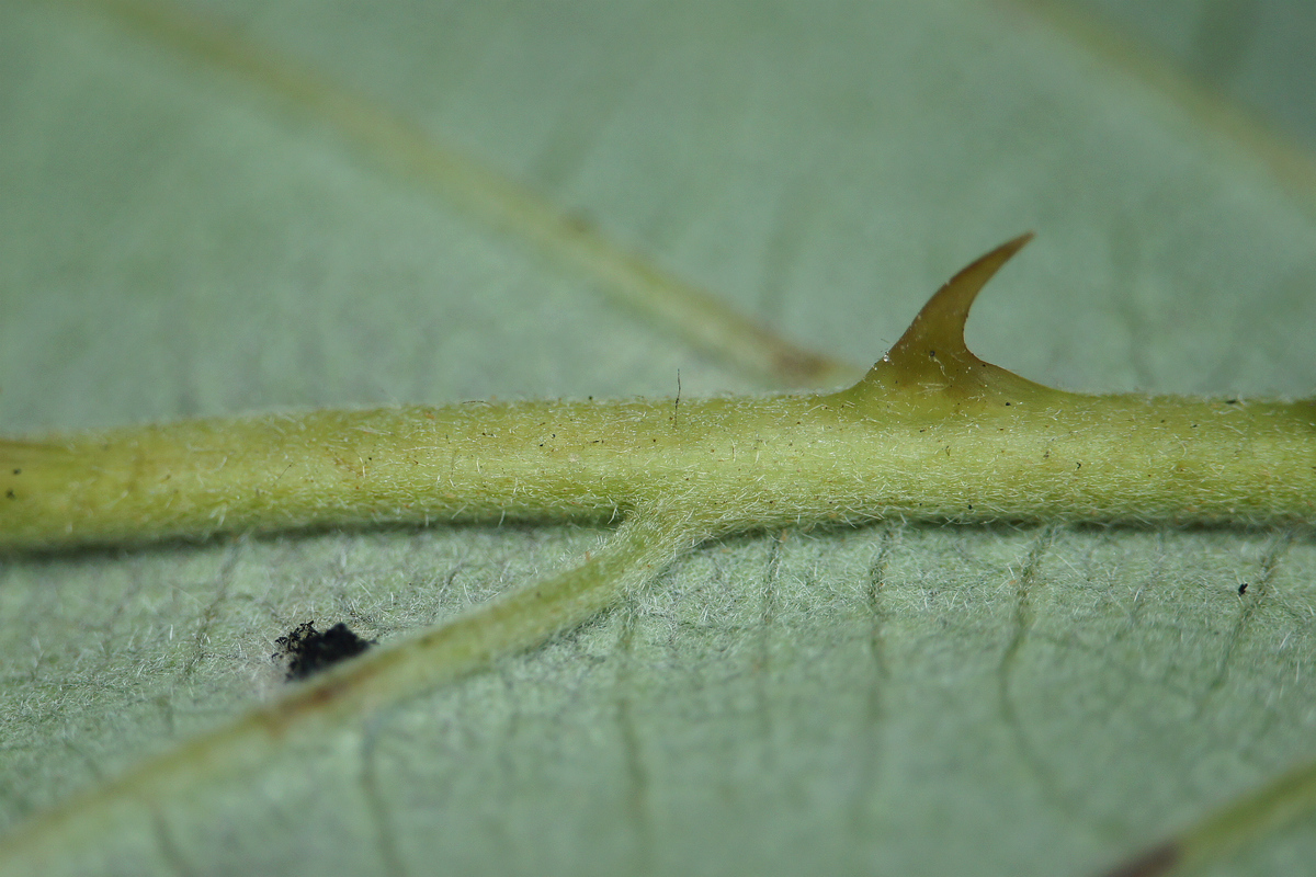 Image of genus Rubus specimen.