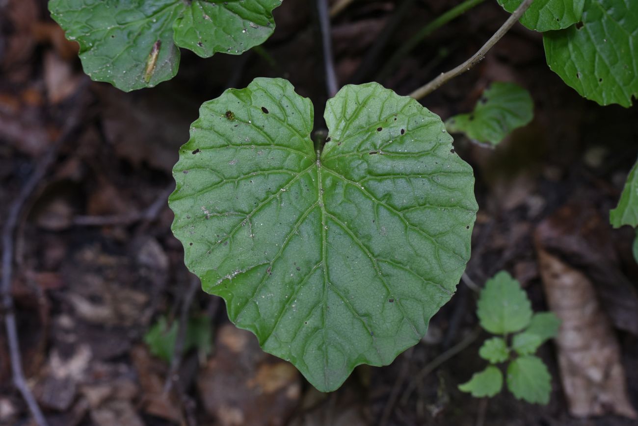 Image of Pachyphragma macrophyllum specimen.