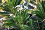 Plumeria obtusa. Побеги с цветами. Индия, штат Раджастхан, округ Пали, национальный заповедник \"Кombhalgarh\". 09.12.2022.