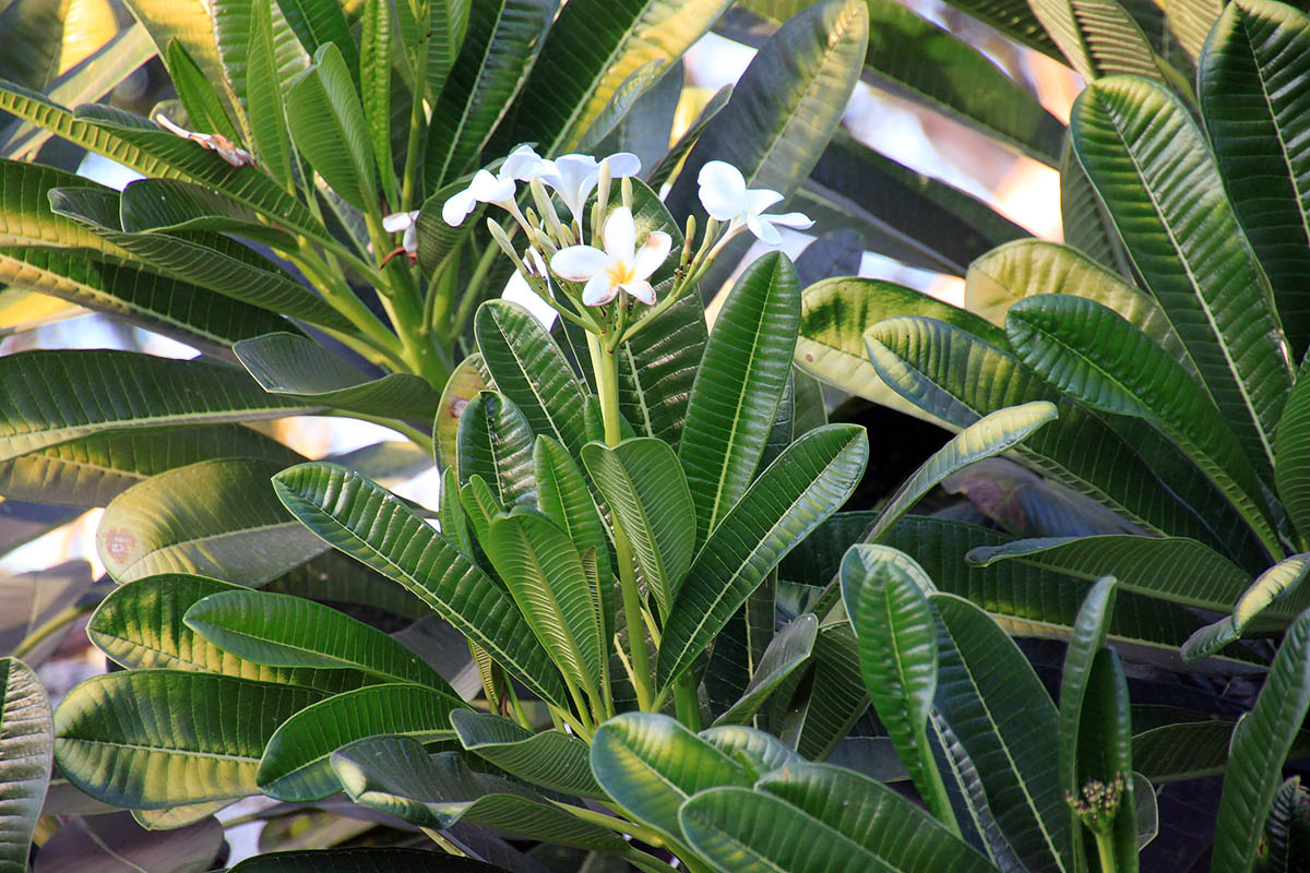 Image of Plumeria obtusa specimen.