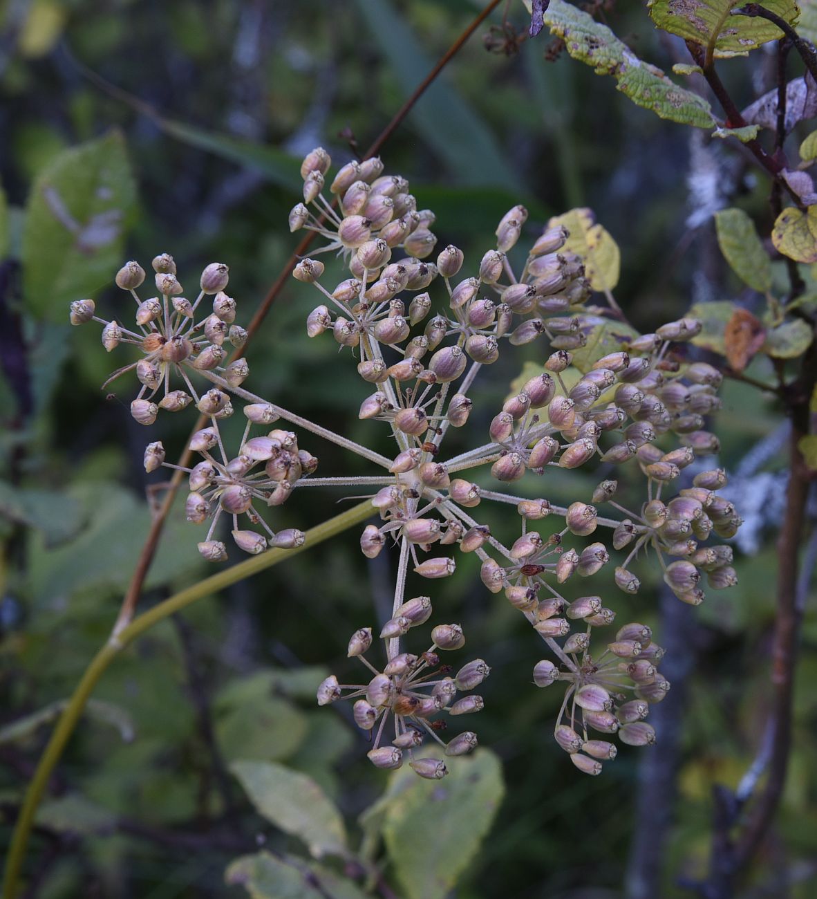 Изображение особи Thyselium palustre.