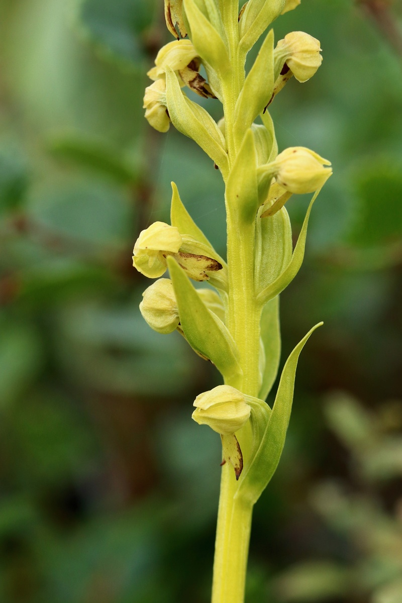 Image of Dactylorhiza viridis specimen.