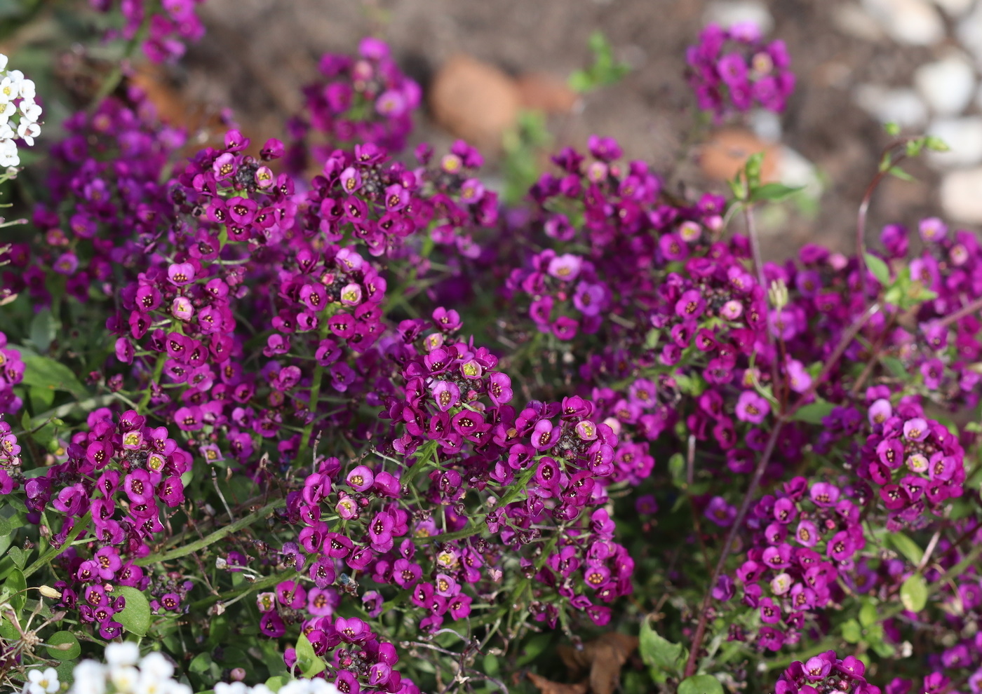 Изображение особи Lobularia maritima.