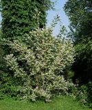 Philadelphus coronarius