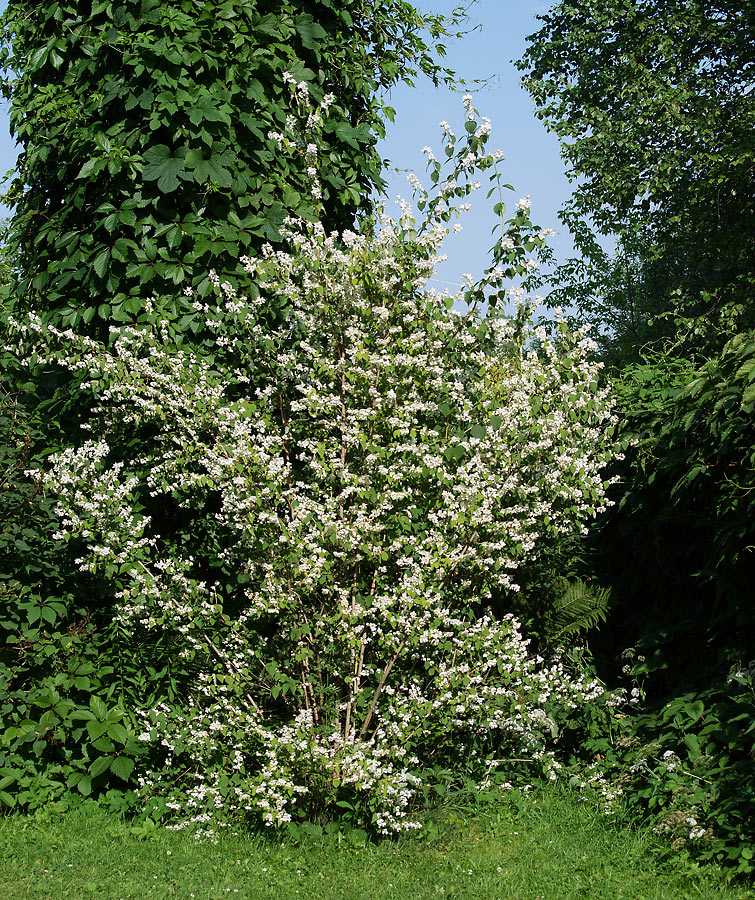 Изображение особи Philadelphus coronarius.