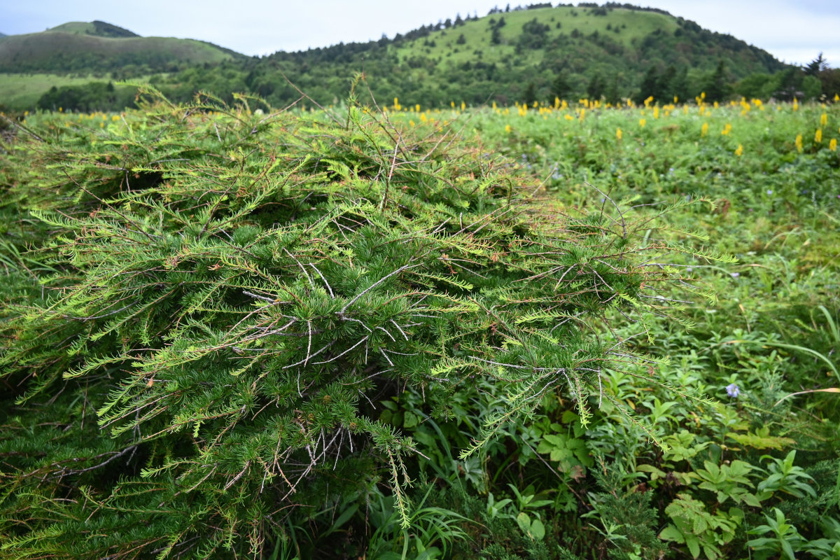 Image of Larix kamtschatica specimen.