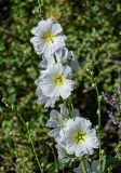 Alcea nudiflora