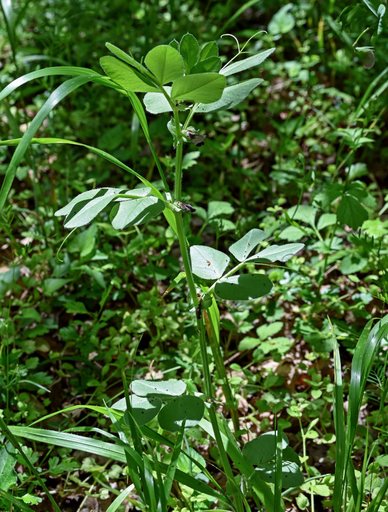 Image of Vicia narbonensis specimen.
