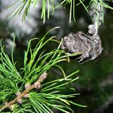 Larix sukaczewii