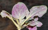 Atriplex dimorphostegia