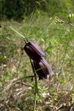 Fritillaria ruthenica