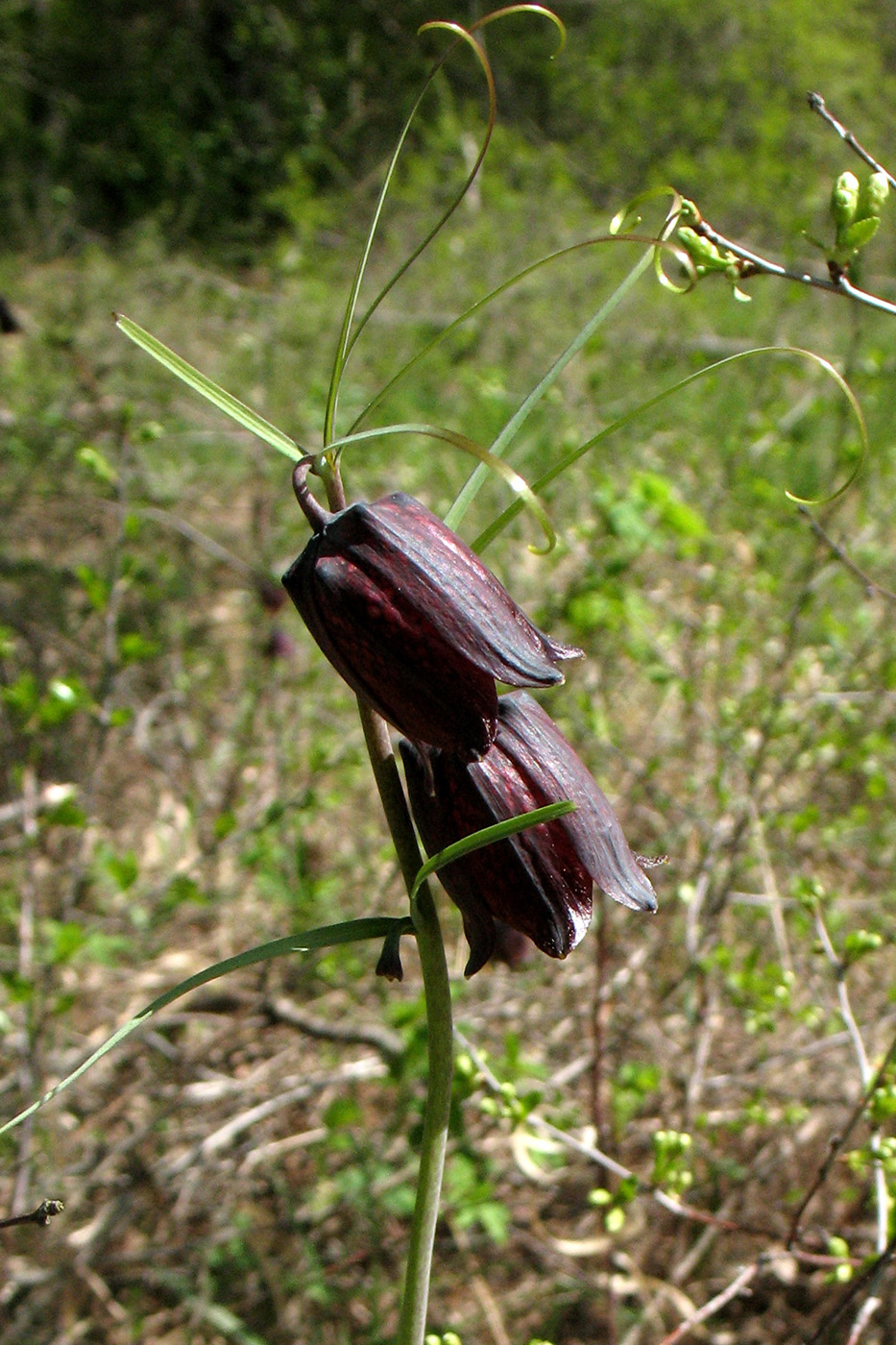 Image of Fritillaria ruthenica specimen.