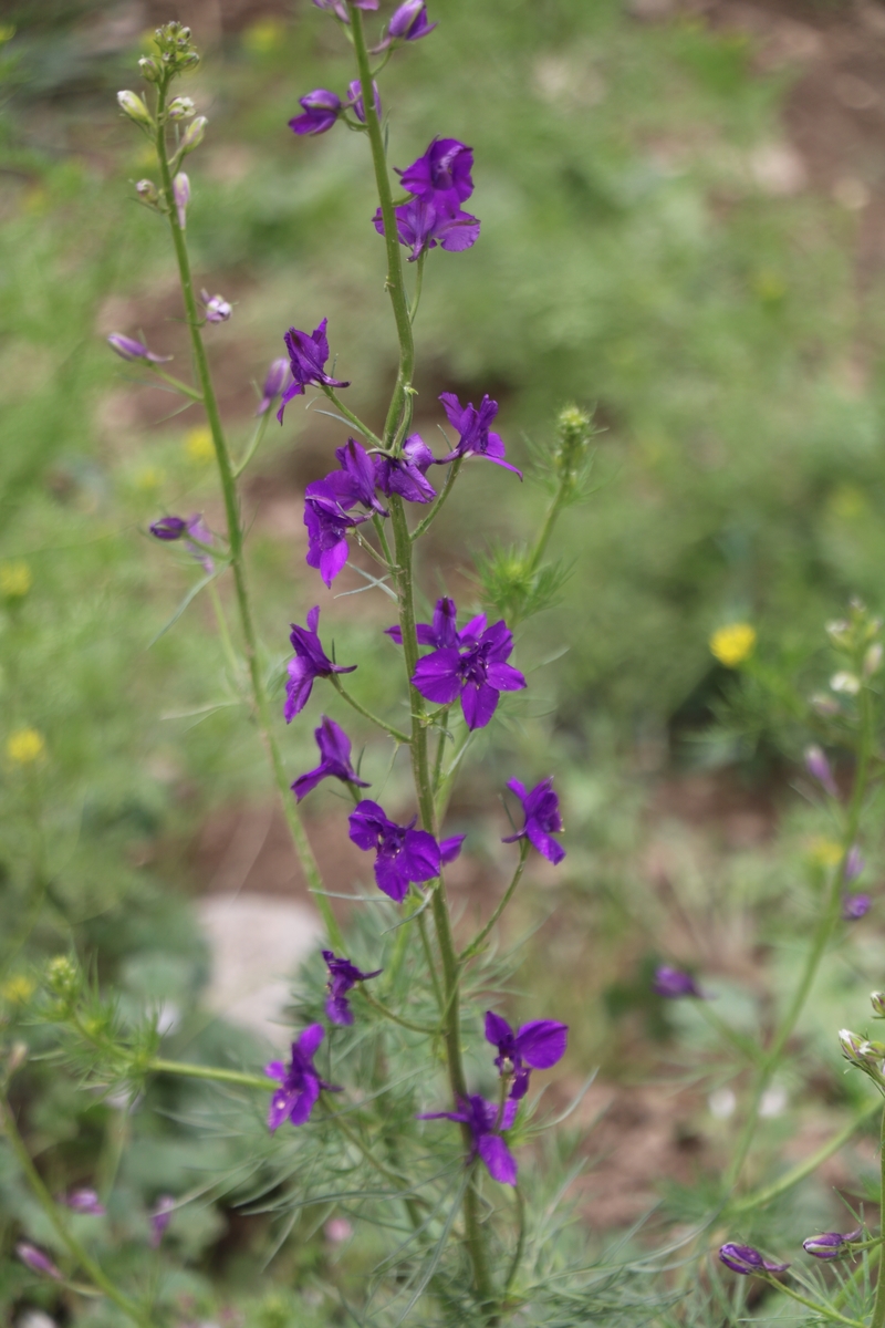 Image of Delphinium hispanicum specimen.