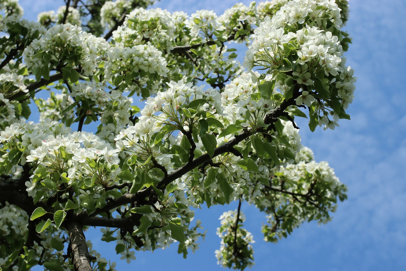 Изображение особи Pyrus communis.