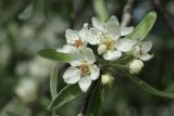 Pyrus salicifolia. Цветки и бутоны. Санкт-Петербург, Фрунзенский р-н, парк \"Яблоневый сад\", в культуре. 14.05.2023.