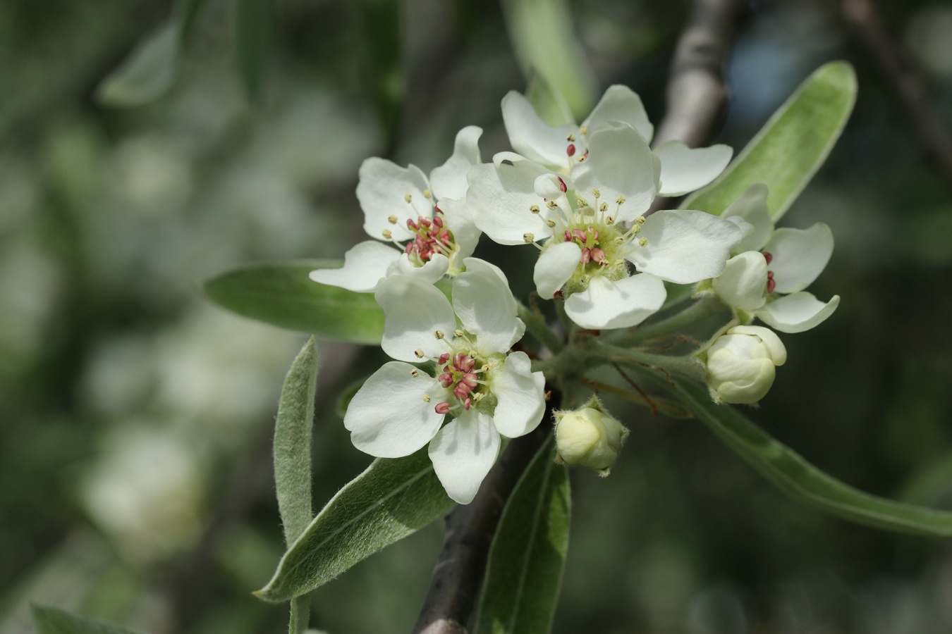 Image of Pyrus salicifolia specimen.