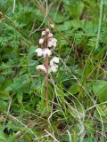 Pyrola rotundifolia. Цветущее растение. Карачаево-Черкесия, Урупский р-н, Кавказский биосферный заповедник, Имеретинское ущелье, ≈ 2300 м н.у.м., склон над Верхним Имеретинским водопадом, альпийский луг. 28.07.2022.