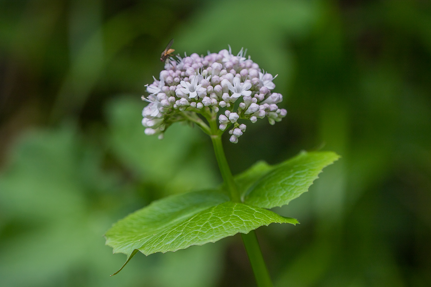 Изображение особи Valeriana alliariifolia.