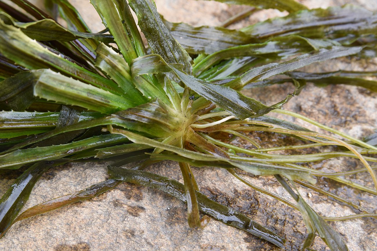 Image of Stratiotes aloides specimen.