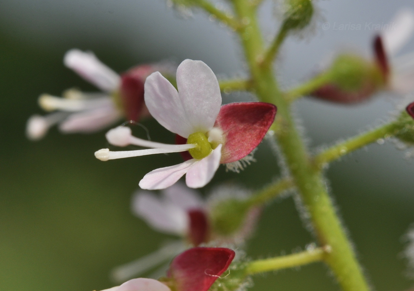 Изображение особи Circaea lutetiana ssp. quadrisulcata.