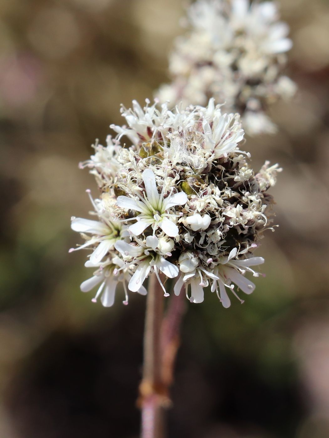 Изображение особи Gypsophila cephalotes.