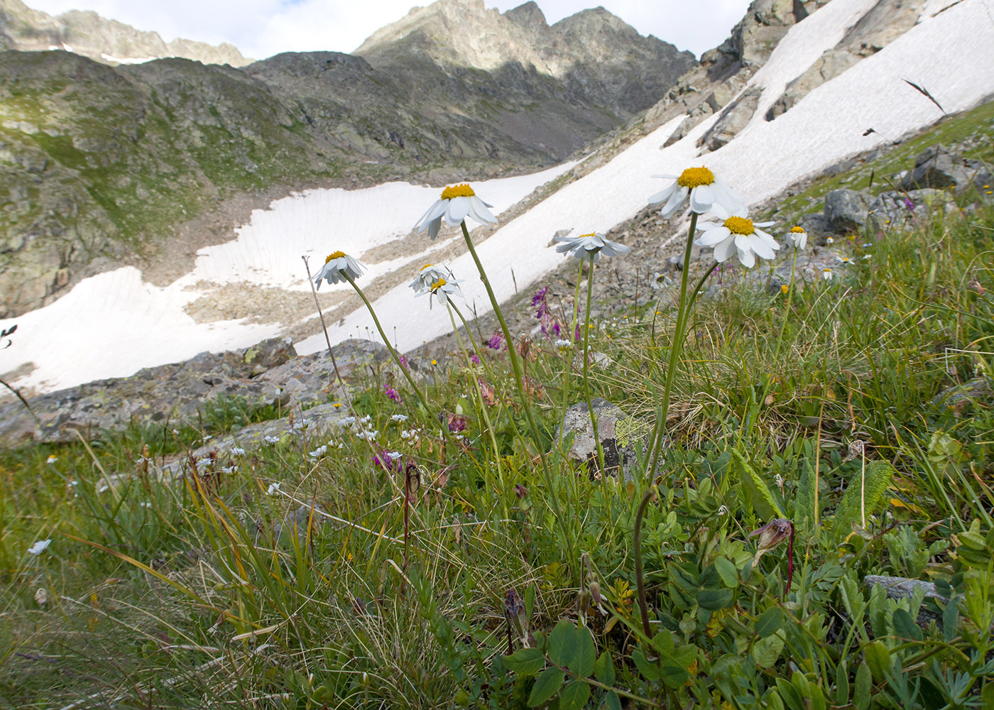 Изображение особи Anthemis saportana.