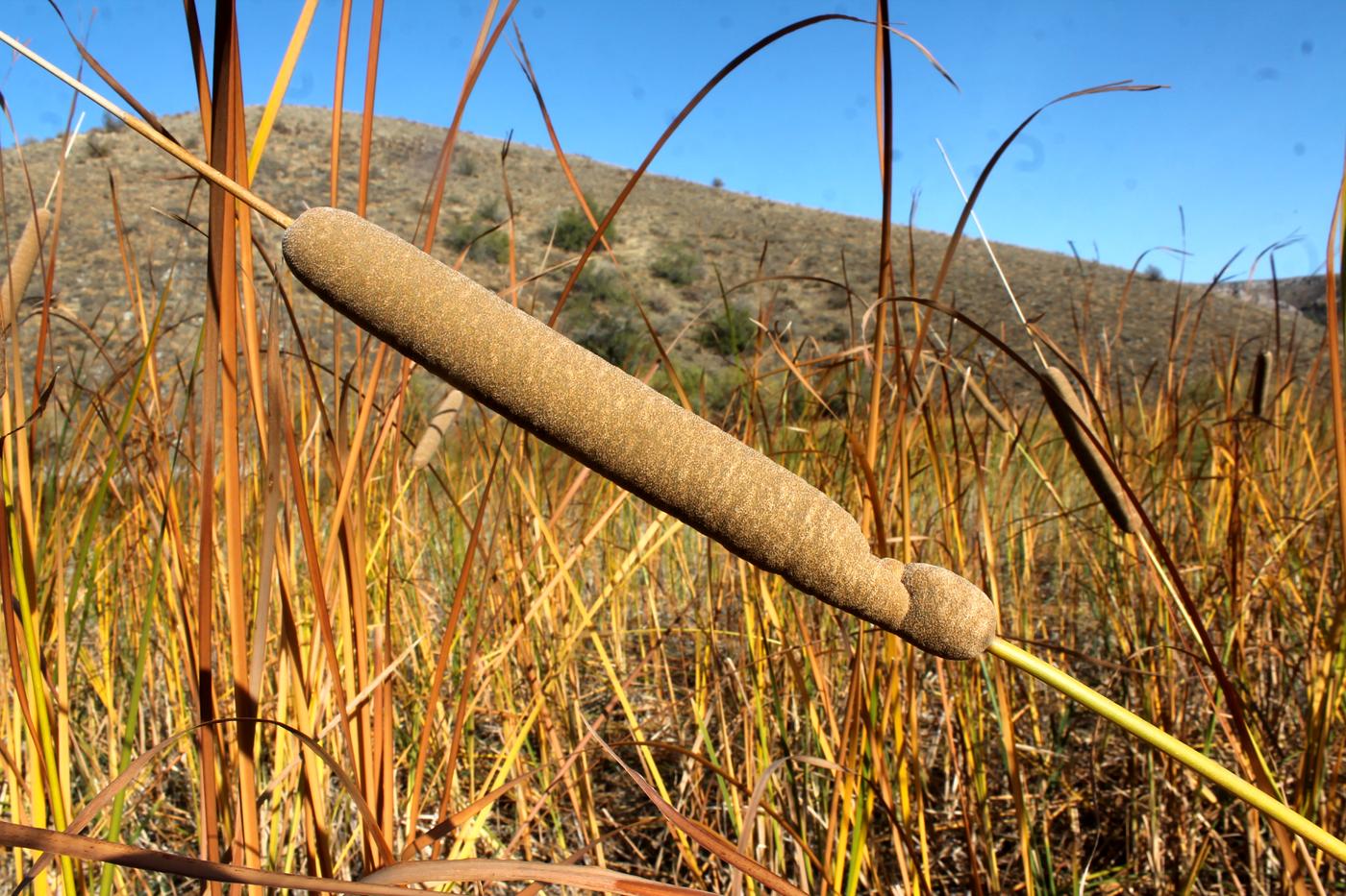 Изображение особи Typha angustifolia.