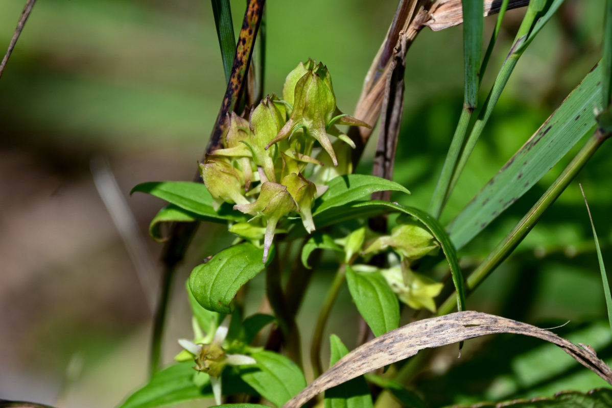 Изображение особи Halenia corniculata.