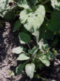 familia Lamiaceae
