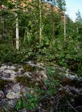 Betula pubescens. Плодоносящее растение. Красноярский край, Таймырский Долгано-Ненецкий р-н, плато Путорана, устье р. Кутарамакан, опушка смешанного леса, поросший мхами и лишайниками участок склона. 26.07.2023.