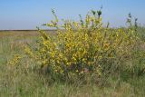 Chamaecytisus ruthenicus. Цветущее растение. Ульяновская обл. Мелекесский р-н, верховье сезонной реки Сухой Авраль, остепнённый луг с участками засоления. 13.05.2023.