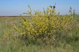 Chamaecytisus ruthenicus