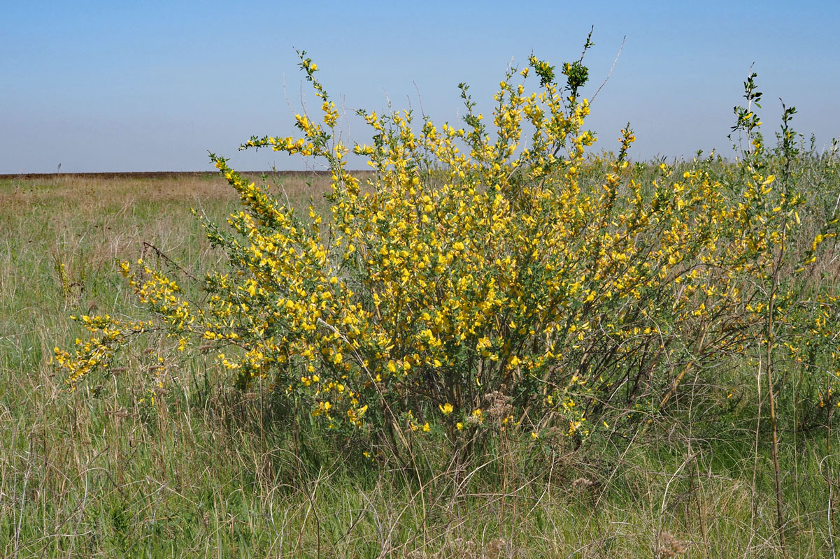 Изображение особи Chamaecytisus ruthenicus.